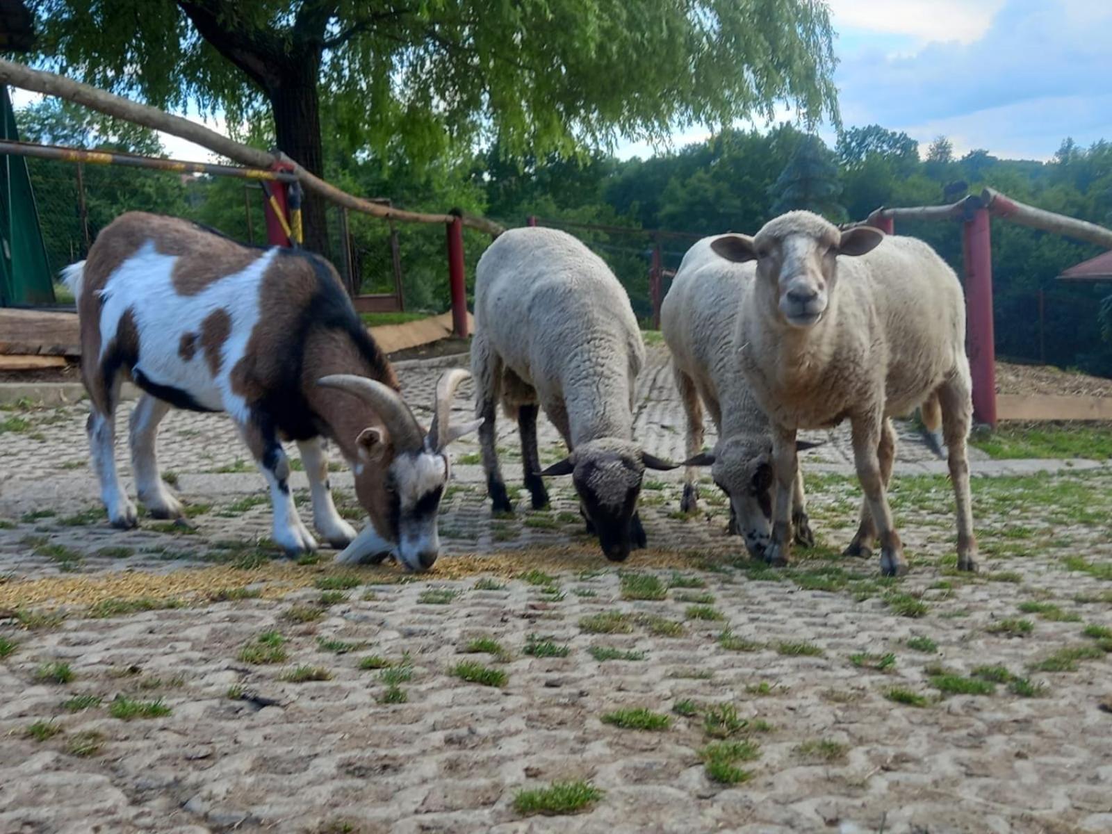 Koperkowe Rancho Beskid Wyspowy Malopolskie Kamionna Kamionna (Trzciana)