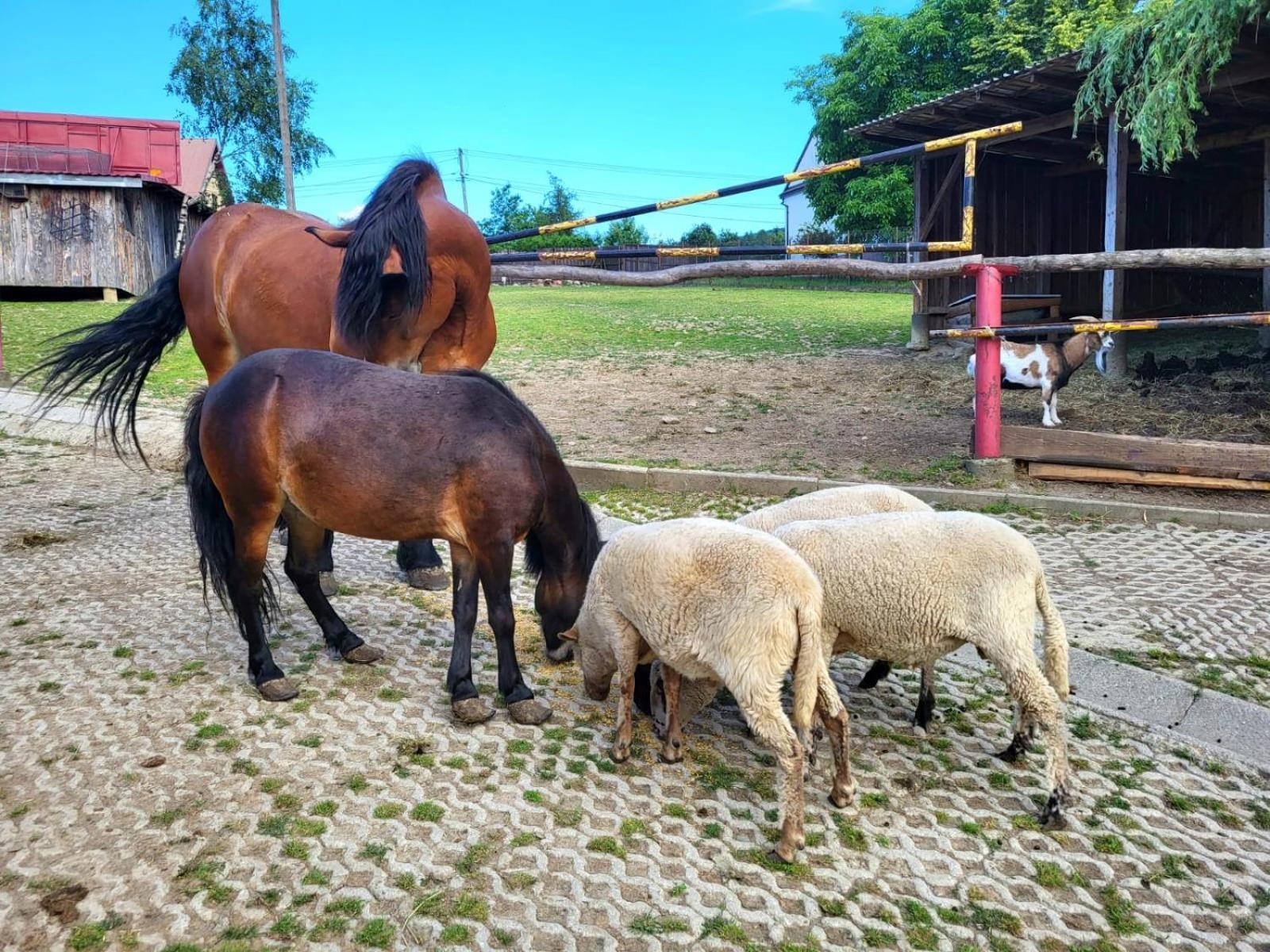 Koperkowe Rancho Beskid Wyspowy Malopolskie Kamionna