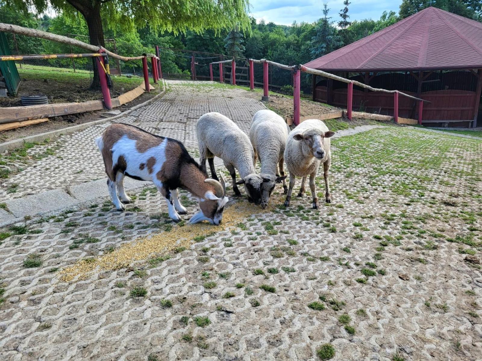 Koperkowe Rancho Beskid Wyspowy Malopolskie Kamionna *